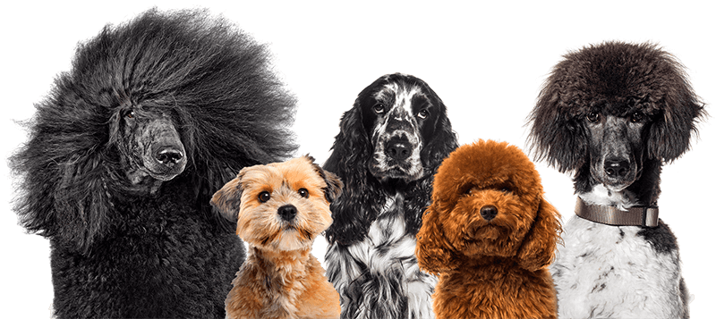 Dog Grooming in Rushden & Higham Ferrers