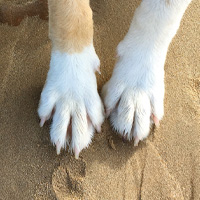 Dog Grooming at Berties