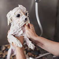 Puppy Grooming Higham Ferrers