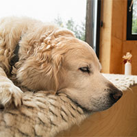 Managing Shedding Dogs